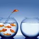 Projekte Aquacells